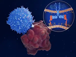 System Prints: Chimeric antigen receptor (CAR) therapy: Engineered T-cell attacks a leukemia cell