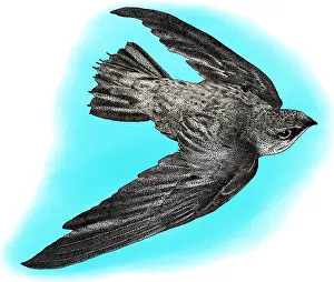 March Prints: Chimney Swift, Illustration