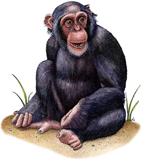 Primate Prints: Chimpanzee