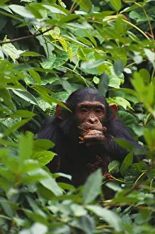 Misc 2 Prints: Chimpanzee
