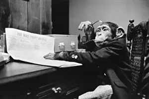 Wall Prints: A chimpanzee dressed in a suit, sitting at a desk with a newspaper, vintage