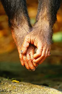 Misc 2 Prints: Chimpanzee hands