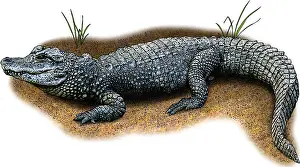 Aligator Prints: Chinese Alligator, Illustration