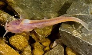 Chinese Blindcat (Xiurenbagrus dorsalis)