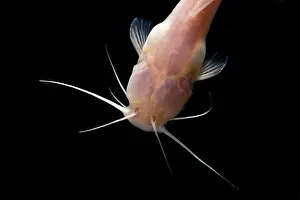 Pigment Prints: Chinese Blindcat (Xiurenbagrus dorsalis)