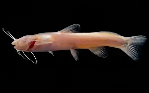 Pigment Prints: Chinese Blindcat (Xiurenbagrus dorsalis)