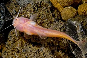 Pigment Prints: Chinese Blindcat (Xiurenbagrus dorsalis)
