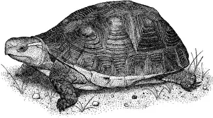 Turtle Prints: Chinese Box Turtle