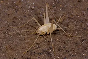 China Prints: Chinese Cave Cricket