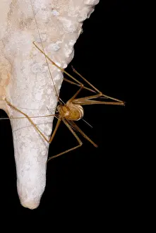 Geologic Prints: Chinese Cave Cricket
