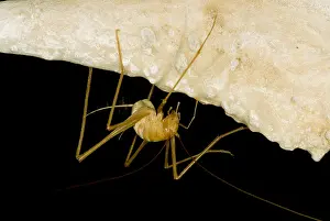 Insect Prints: Chinese Cave Cricket