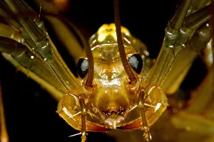 Stygobiont Prints: Chinese Cave House Centipede