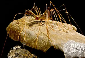 China Prints: Chinese Cave House Centipede