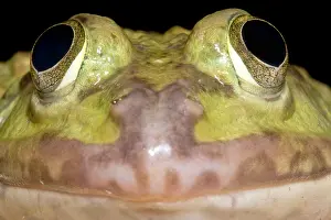 Commercial Prints: Chinese Edible Frog (Hoplobatrachus rugulosus)