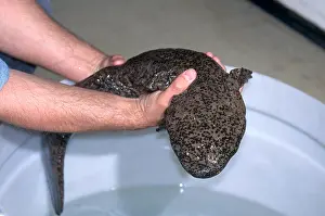 Cryptobranchidae Prints: Chinese Giant Salamander