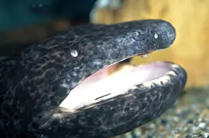 Cryptobranchidae Prints: Chinese Giant Salamander