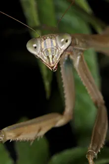 Mantis Prints: Chinese Mantid