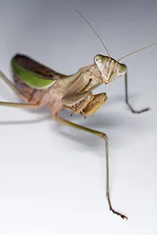 China Prints: Chinese Mantid