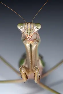 China Prints: Chinese Mantid