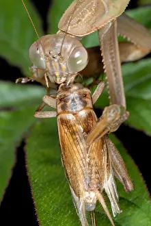 Behavior Prints: Chinese Mantid Eating a Cricket