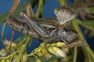 Behavior Prints: Chinese Mantid Eating a Grasshopper
