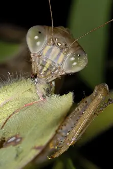 Predator Prints: Chinese Mantid Eating a Sulfur Butterfly