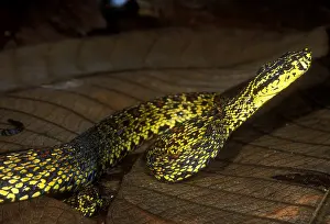 Poisonous Prints: Chinese Mountain Viper