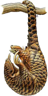 Tail Prints: Chinese Pangolin