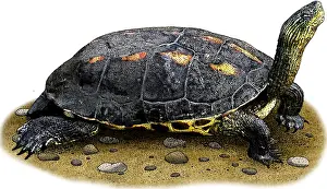 Turtle Prints: Chinese Stripe Necked Terrapin