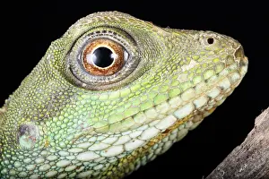 Lizard Prints: Chinese Water Dragon (Physignathus cocincinus)