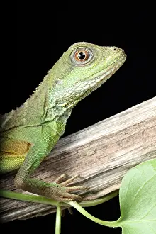 Lizard Prints: Chinese Water Dragon (Physignathus cocincinus)