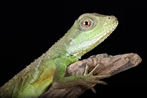 Lizard Prints: Chinese Water Dragon (Physignathus cocincinus)