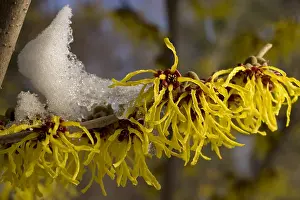 Blooming Prints: Chinese Witch Hazel in bloom