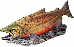 King Prints: Chinook salmon