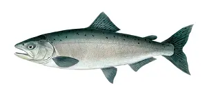 Chinook Prints: Chinook Salmon (Oncorhynchus tshawytscha)