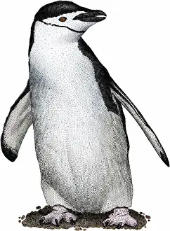 Flightless Prints: Chinstrap penguin