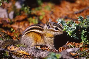 Rodentia Prints: Least chipmunk, Alberta, Canada