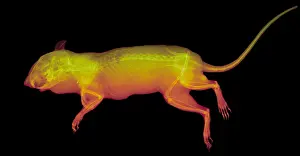 East Prints: Chipmunk, X-ray
