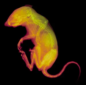 Colour Prints: Chipmunk, X-ray