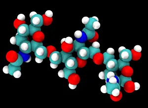 Chitin Molecular Model