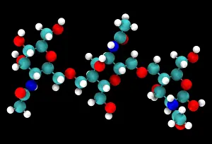Chemistry Prints: Chitin Molecular Model