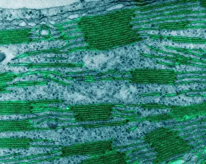 Corn Prints: Chloroplast in Corn Leaf Cell, TEM