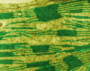 Corn Prints: Chloroplast in Corn Leaf Cell, TEM