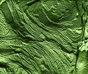 Freeze Prints: Chloroplast Membranes in Leaf Cell, TEM