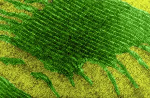 December Prints: Chloroplast, TEM