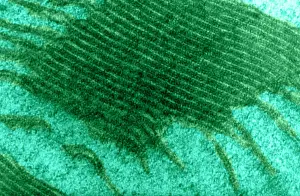 December Prints: Chloroplast, TEM