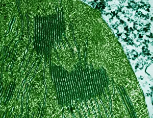 Tomato Prints: Chloroplasts in Tomato Leaf Cell, TEM