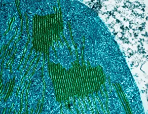 Chloroplasts in Tomato Leaf Cell, TEM