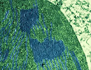 Tissue Prints: Chloroplasts in Tomato Leaf Cell, TEM
