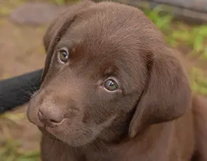 Closeup Prints: Chocolate Labrador retriever puppy